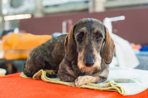 Irish Terrier Fotos de archivo