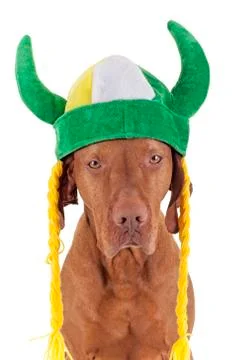 Irish warrior dog Stock Photos