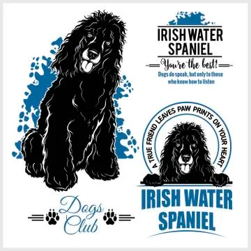 Irish Water Spaniel - vector template for t-shirt, logo and badges Stock Illustration