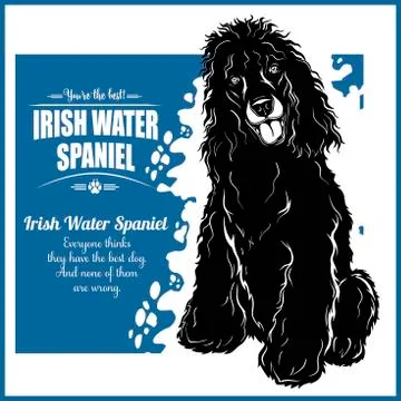 Irish Water Spaniel - vector template for t-shirt, logo and badges Stock Illustration