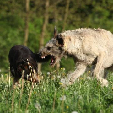 Irish wolfhound attacking some brown dog Stock Photos
