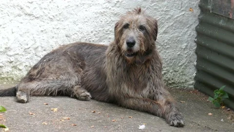 Irish wolfhound cut dog laying outside Stock Video Pond5