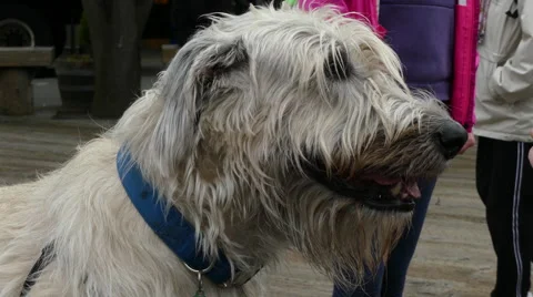 Irish wolfhound dog head closeup Stock Footage 62821824