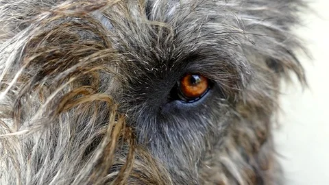 Irish wolfhound dog looking at the camera and on the side. Stock Footage 79080883