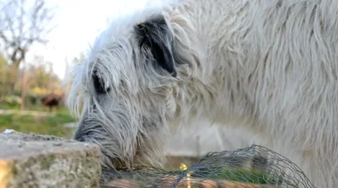 Irish Wolfhound Stock-Footage 41427114