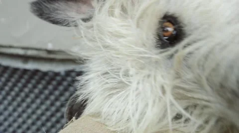 Irish Wolfhound Stock Footage 53115999