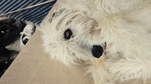 Irish Wolfhound Stock Footage 53249584