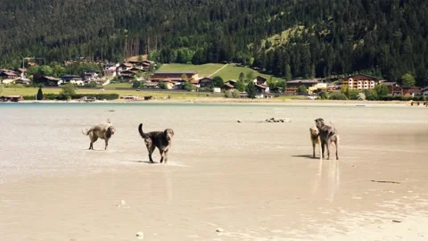  Irish Wolfhound. Stock Footage 90447699