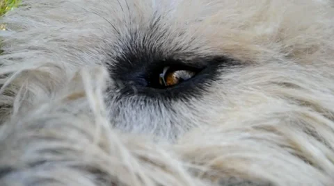 Irish Wolfhound head Stock Footage 40837627