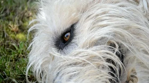 Irish Wolfhound head Stock Footage 40838069