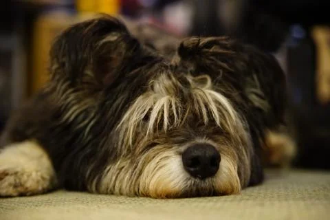 Irish wolfhound, lying on the floor indoor, dozing, long hair Stock Photos