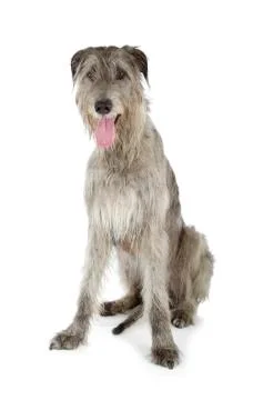 Irish wolfhound Stock Photos
