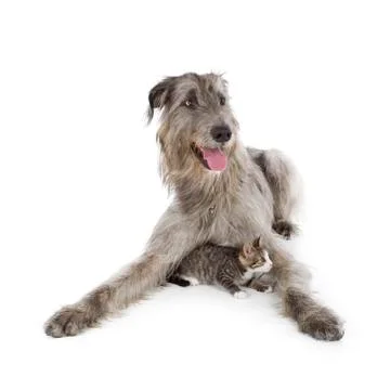 Irish wolfhound Stock Photos