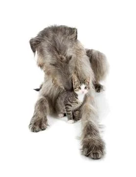 Irish wolfhound Stock Photos