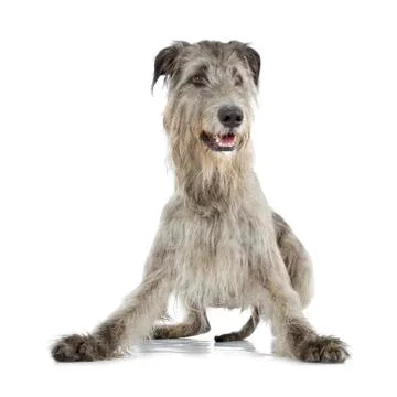 Irish wolfhound Stock-Fotos