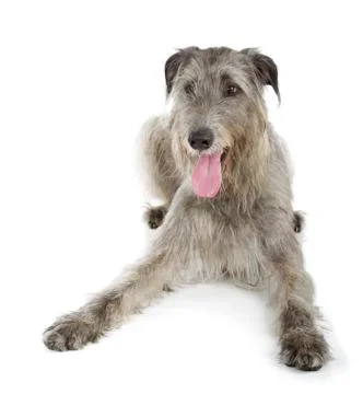 Irish wolfhound Stock Photos