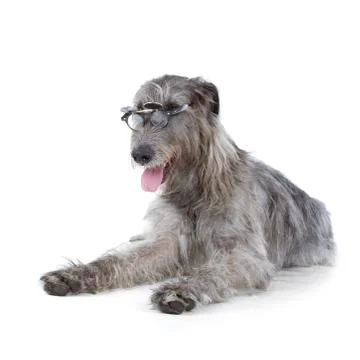 Irish wolfhound Stock Photos