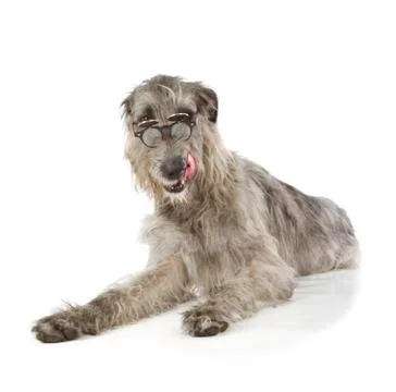 Irish wolfhound Stock Photos
