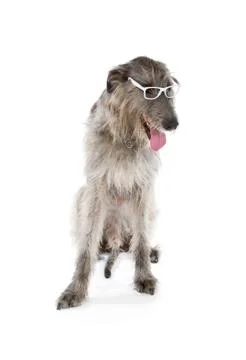 Irish wolfhound Stock Photos