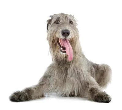 Irish wolfhound Stock Photos