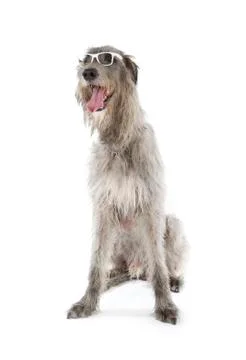 Irish wolfhound Stock Photos