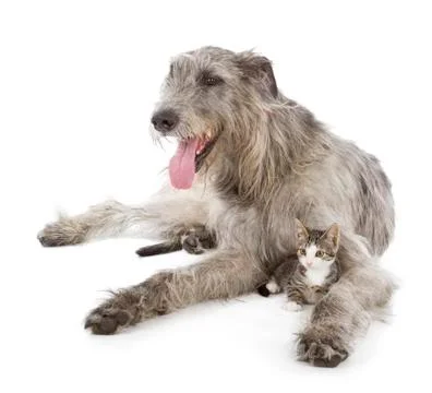 Irish wolfhound Stock Photos