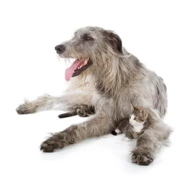 Irish wolfhound Stock Photos
