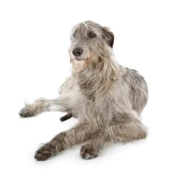 Irish wolfhound Stock Photos