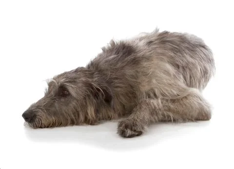 Irish wolfhound Stock Photos