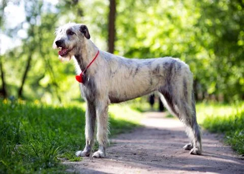 Irish Wolfhound portrait Stock Photos
