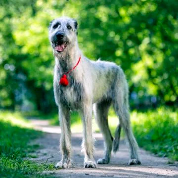 Irish Wolfhound portrait Stock Photos