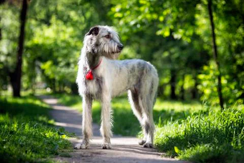 Irish Wolfhound portrait Stock Photos