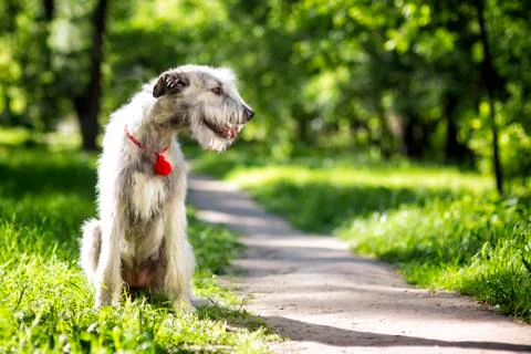 Irish Wolfhound portrait Stock Photos