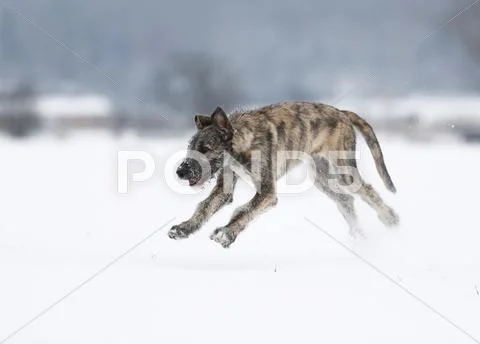 Irish Wolfhound Puppy (Canis Lupus Familiaris) Running On Snow/covered Meadow