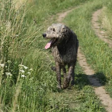 Irish wolfhound running on the path Stock Photos