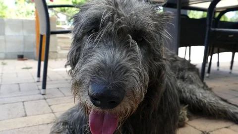 Irish Wolfhound slowmotion Stock Footage 78599103