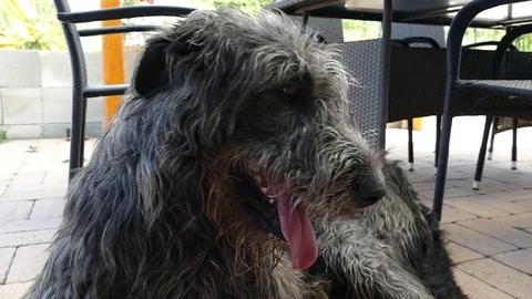 Irish Wolfhound slowmotion Stock Footage 78599571