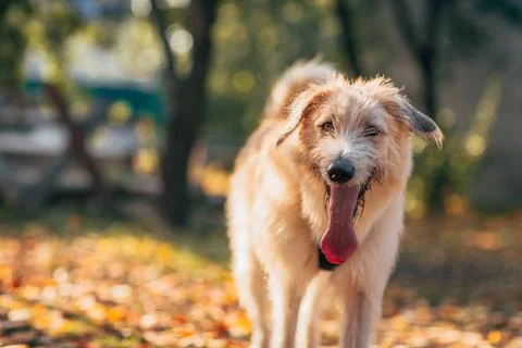 Irish wolfhound standing on the grass Stock-Fotos