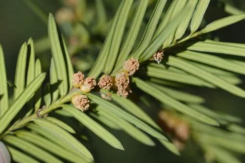 Irish Yew Stock Photos