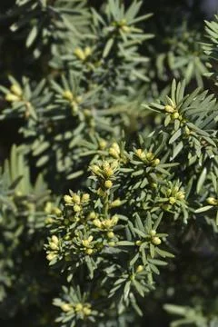 Irish Yew 스톡 사진