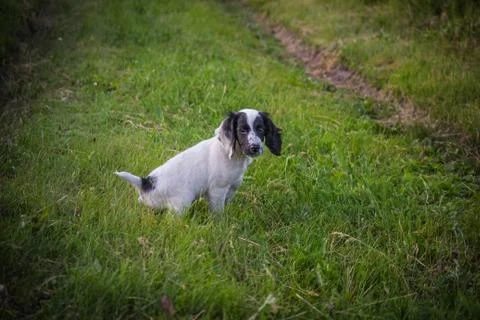 Irma. future hunter Stock Photos