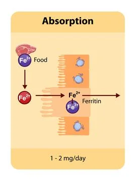 Iron absorption occurs primarily in the duodenum where dietary iron, both hem Stock Illustration