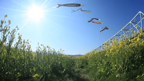 The Iron Bridge at Obuse and the Pathway through the Rapeseed Fields with Video stock 330184304