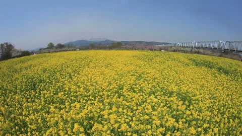 The Iron Bridge of Obuse, the Fields of Rapeseed, Mount Iizuna, Mount Myoko, and Vídeo Stock 330185205