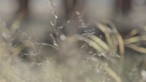 Iron bridge structure, focus on dry grass, fisherman in a boat Stock Footage 275336026