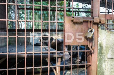 Iron cage used detention asiatic black bear Stock Photos