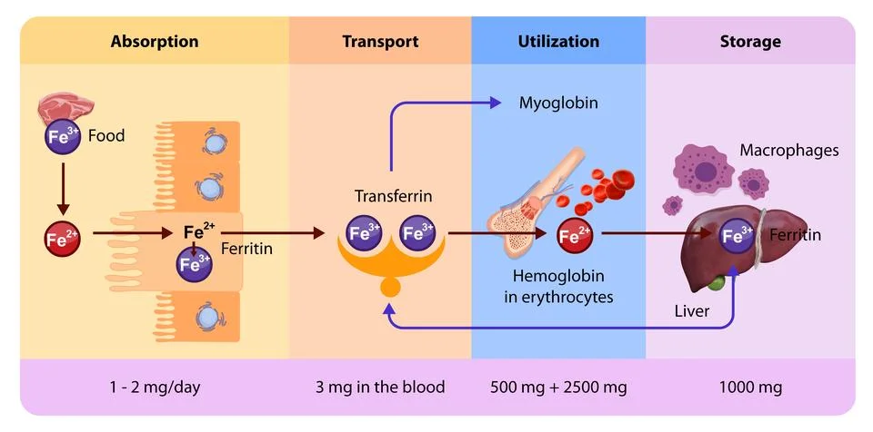 Iron distribution involves transport by transferrin, storage in ferritin, and Stock Illustration