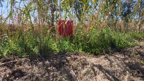 Iron fire box in dense vegetation of rural park Stock Footage 304686198