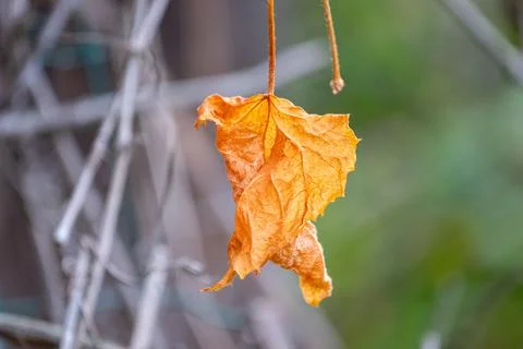 Iron leaf dried up Stock Photos