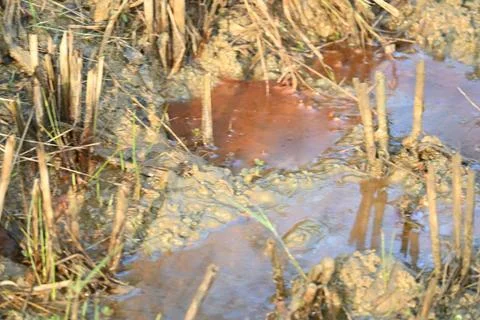 Iron oxidizing bacteria thriving in a stagnant, muddy puddle. Stock Photos
